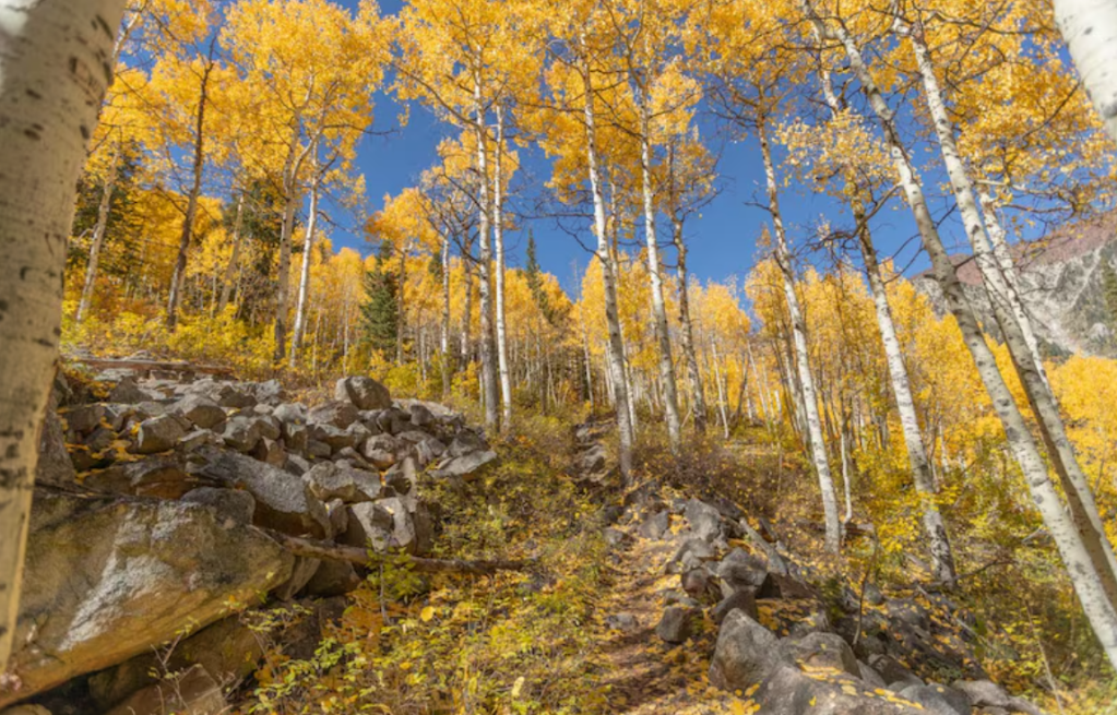 Qué es Pando, el ser vivo de más de 40 hectáreas considerado uno de los más antiguos de la&nbsp;Tierra