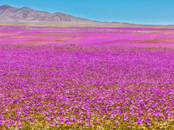 Desierto Florido 2025: cuándo y dónde ver el fenómeno que cubre de color al norte de&nbsp;Chile